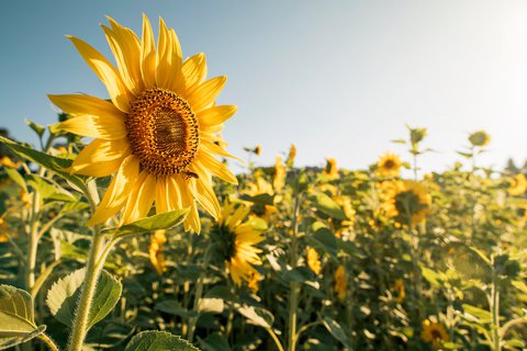 Sonnenblunme die im Feld steht