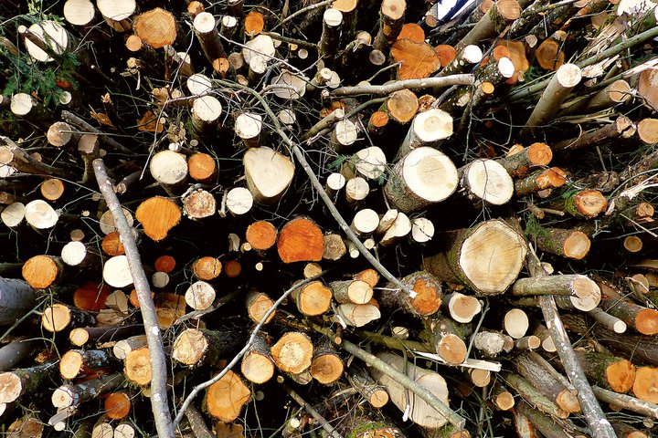 Waldlabor-Energie360.jpg