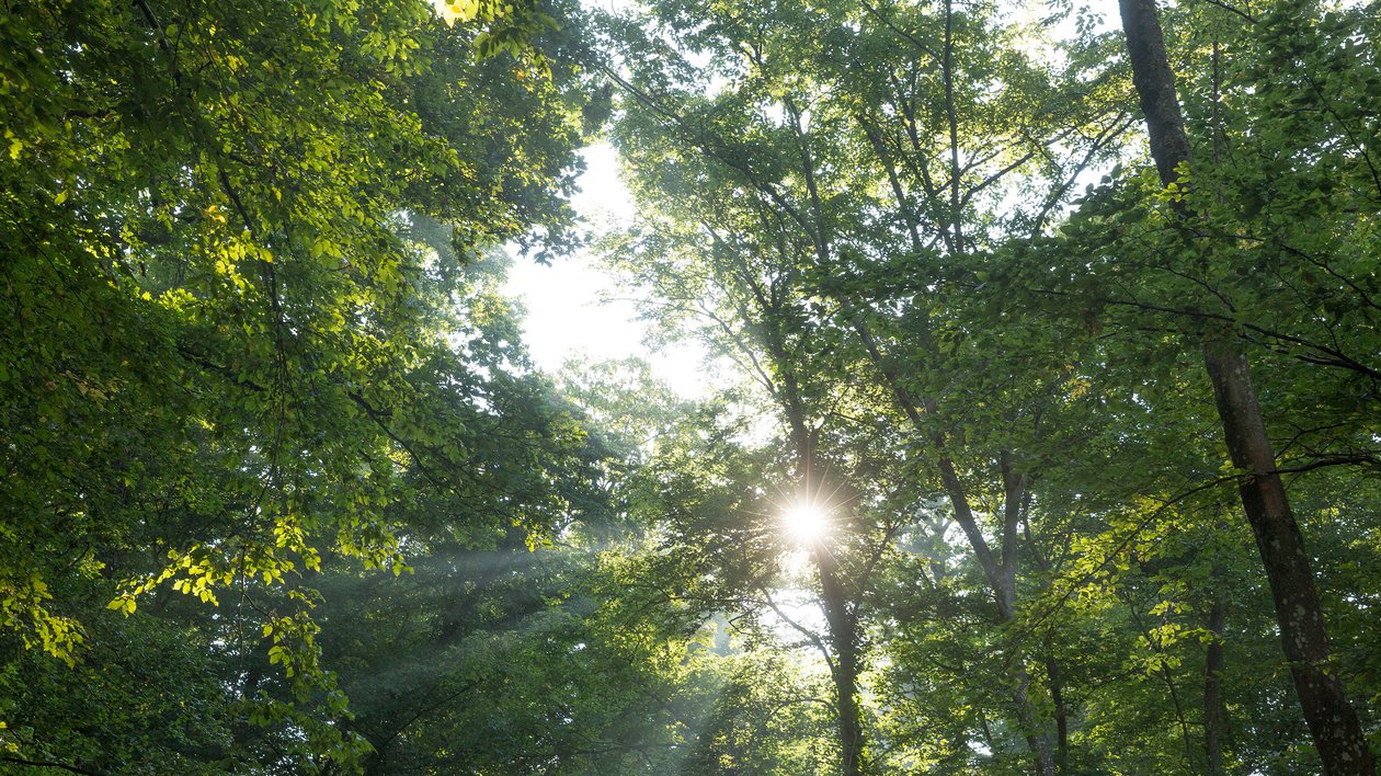 Bois-énergie issu des forêts suisses: local, renouvelable, neutre en CO<sub>2</sub>