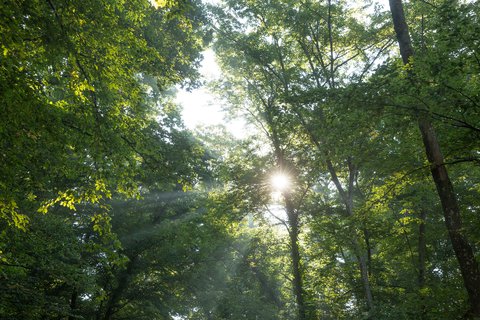 Energieholz aus Schweizer Wäldern: lokal, nachwachsend, CO2-neutral