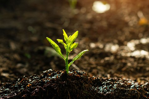 Le biochar produit par le processus de pyrolyse permet d’amender les sols.