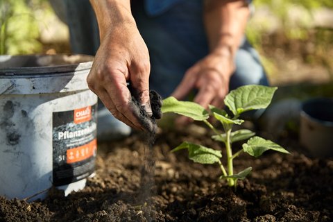 Jeune plante verte avec du charbon végétal