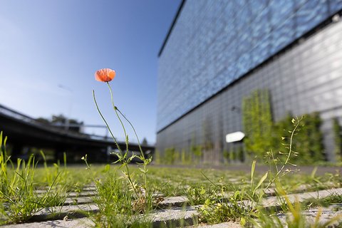 Fleur rouge devant une façade d’entreprise moderne, symbolisant l’élimination du CO₂ en Suisse et la réputation d’entreprise durable