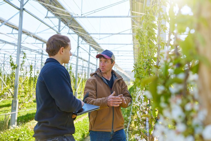 Zwei Männer besprechen eine Agri-PV-Anlage zwischen Kirschbäumen; einer hält einen Laptop, der andere erklärt gestikulierend.